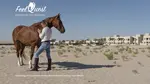 We provide consulting to design equestrian center in Dubai, Abu Dhabi, Riyadh and other Middle East cities
