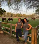 Upcoming horse guided coaching sessions in dubai open group events
