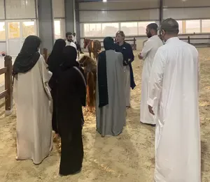 Imagine yourself in a sunlit paddock, surrounded by horses instead of PowerPoint slides. This is where team building with horses begins.