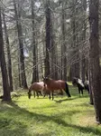 The Power of Being Different - What Horses Teach Us About Freedom, Trust, and Leadership
