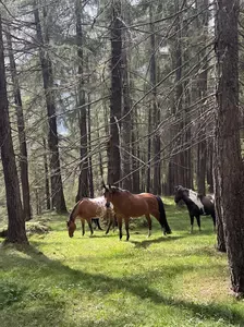 The Power of Being Different - What Horses Teach Us About Freedom, Trust, and Leadership