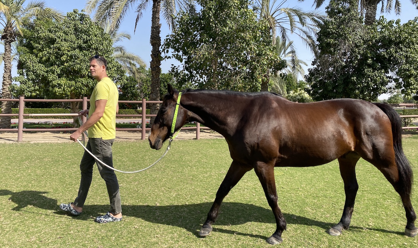 Find out how you can benefit from a 1-1 executive coaching with horses in Dubai