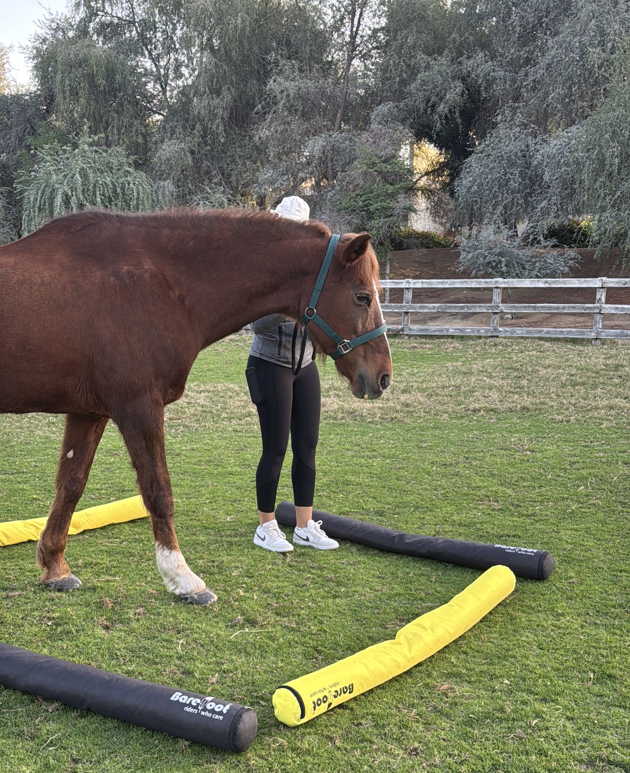 Equine assisted coaching wellness dubai horses pony coaching