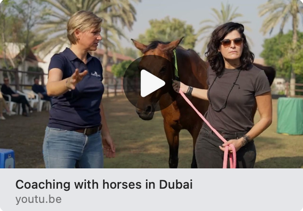 healing and coaching with horses dubai women