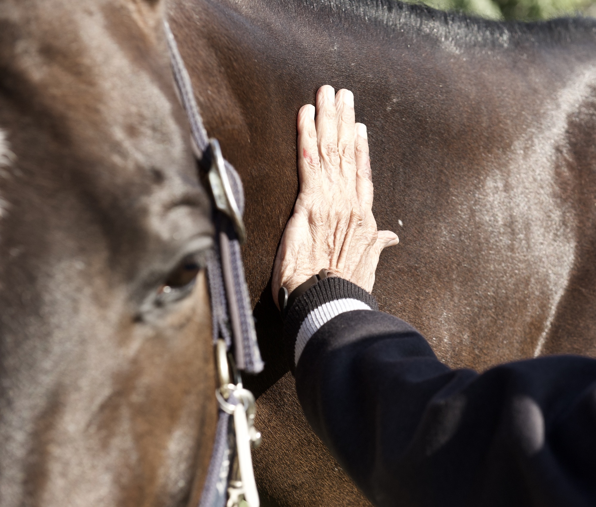 Horse assisted therapy session for cancer patients at Desert Palm Dubai