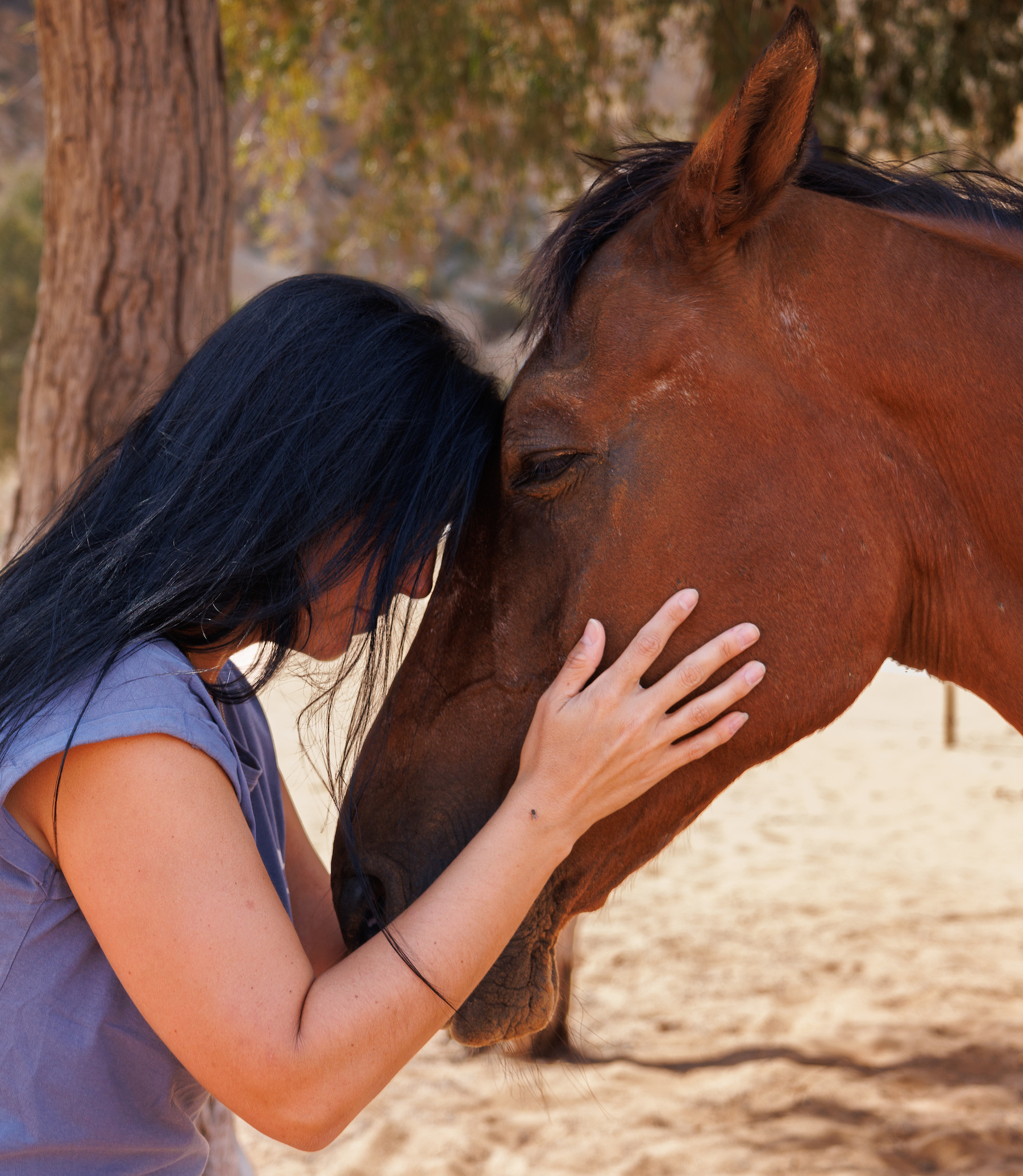 uae desert wellness retreat horses equine assisted