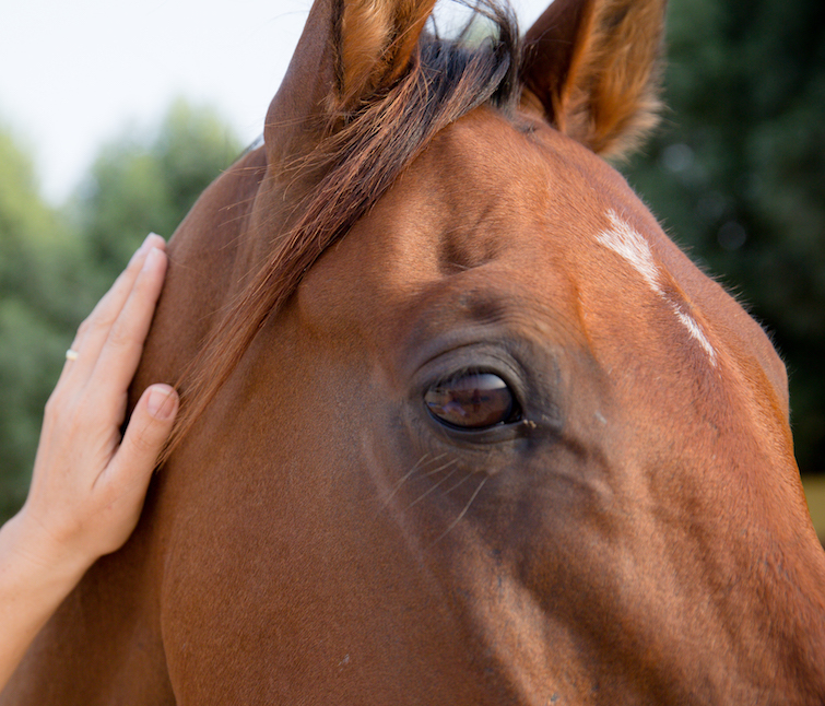 horse assisted leadership course dubai contact