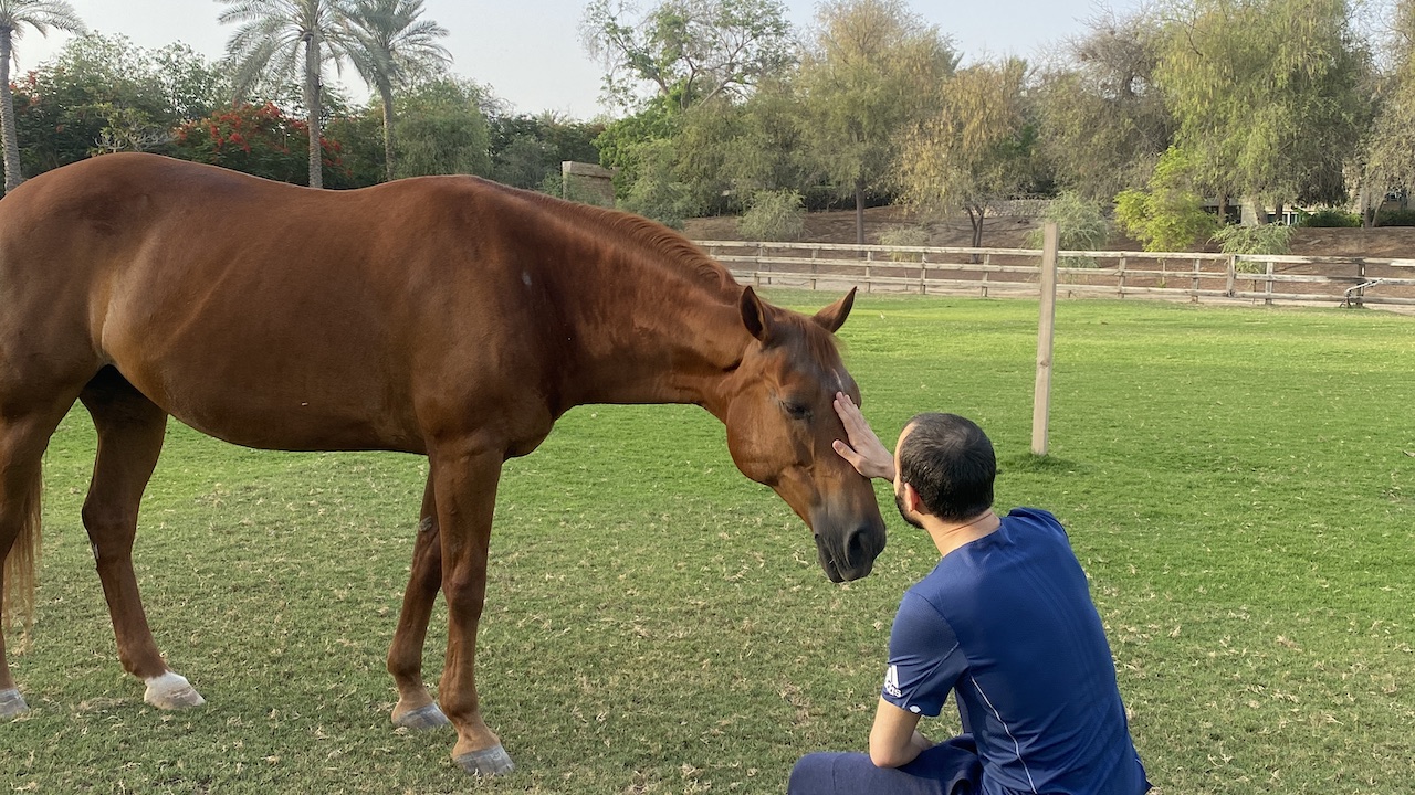 Learning how to deal with stress - from horses?