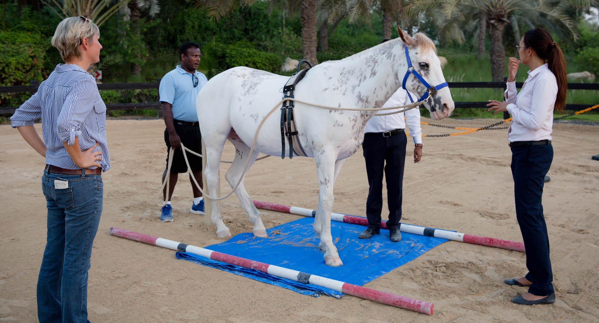 Team building with horses in Dubai