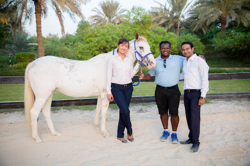 Team building in UAE with horses - equine assisted learning in Dubai and Abu Dhabi