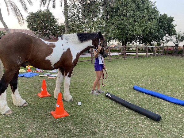 Teenager sessions horse therapy
