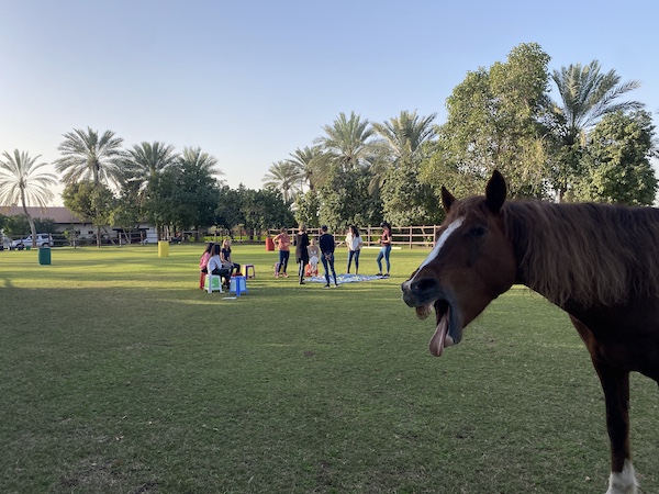 Horse guided empowerment dubai middle east arab