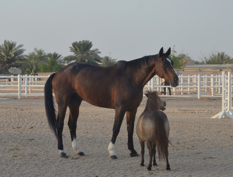 horse herd, executive leadership program, abu dhabi, ride to rescue, protecting, horse learning