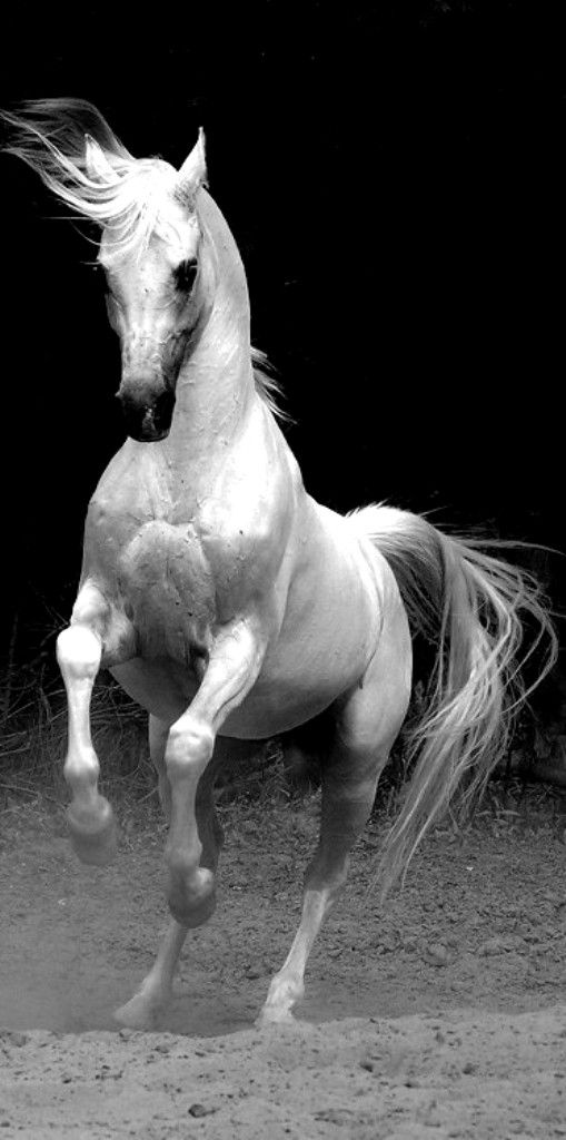 dubai equine leadership corporate trainings
