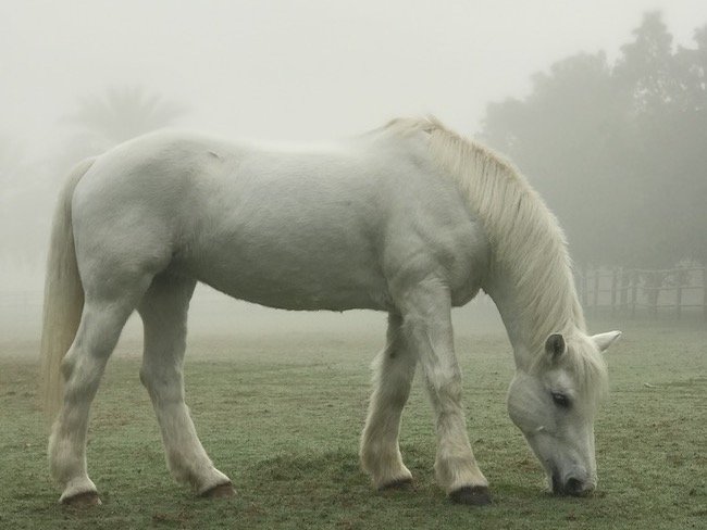 horse dubai winter mist mysterious desert palm polo hotel