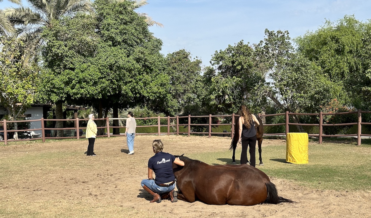 retired race horses uae polo equine therapy coaching