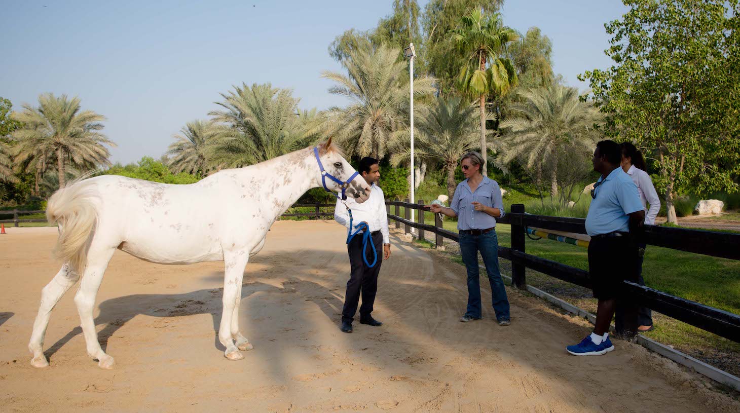 HorseDream equine assisted team training dubai