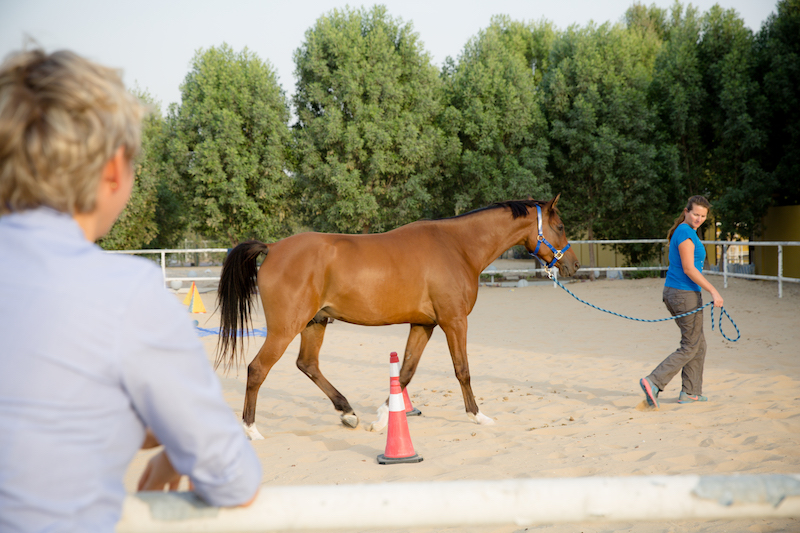 Horse Training Tips Dubai