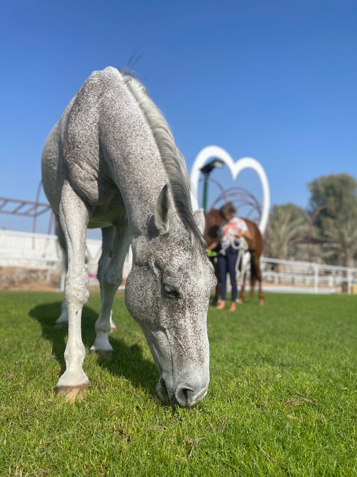 healing horses uae