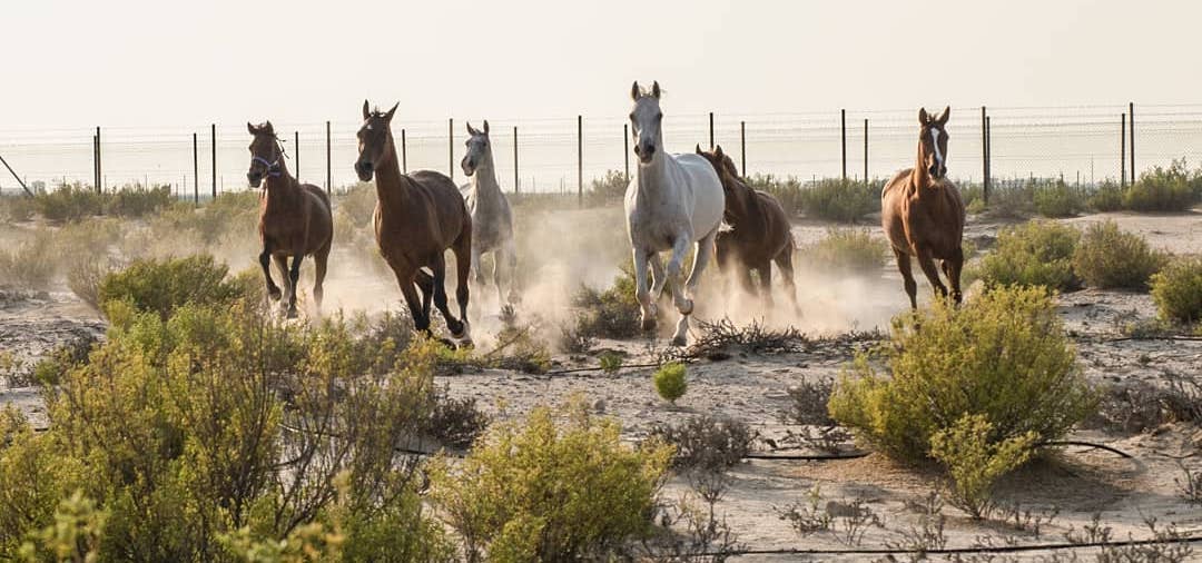 happy horses, urban horses, therapy horses
