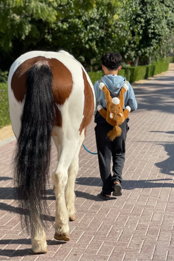 people of determination uae horses special needs therapy
