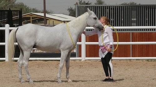 relationship, define respect, nearness, trusting, horse rescue abu dhabi, uae