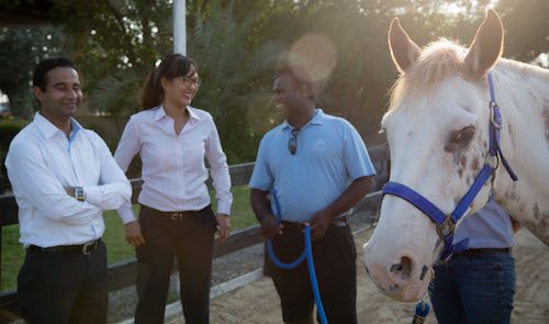 Learning the practical side of leadership from horses! Dubai and Abu Dhabi HorseDream courses