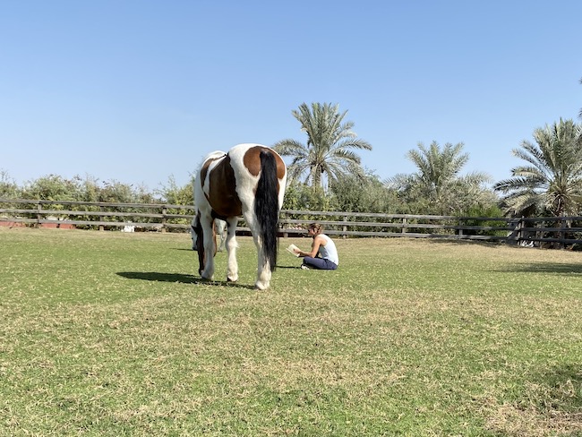 Desert Palm Melia horses mothers equestrian