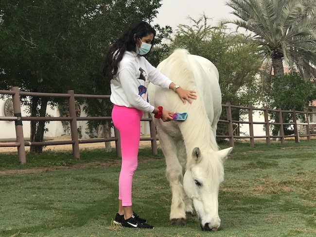horses brushing therapy dubai