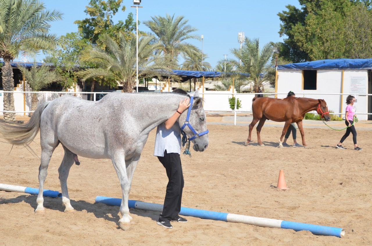 How horses can help teenagers in development of social skills