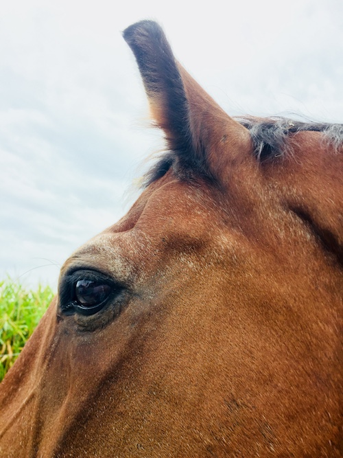 To learn from horses you don't have to be a horse person. Leadership training and management seminars in Dubai and Abu Dhabi, UAE