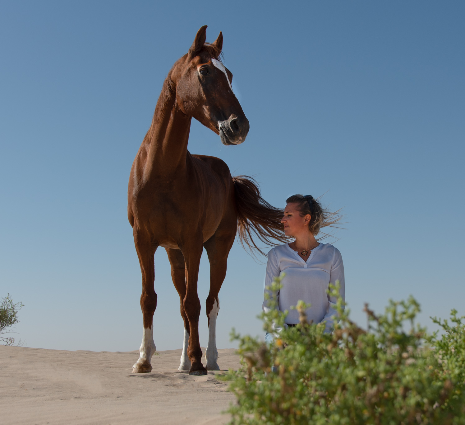 equestrian facility design GCC