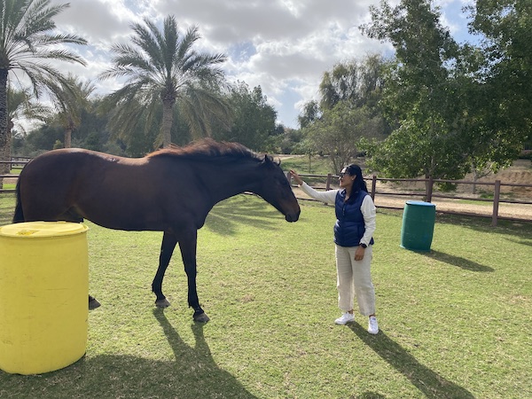 Equine horse coaching human development healing dubai