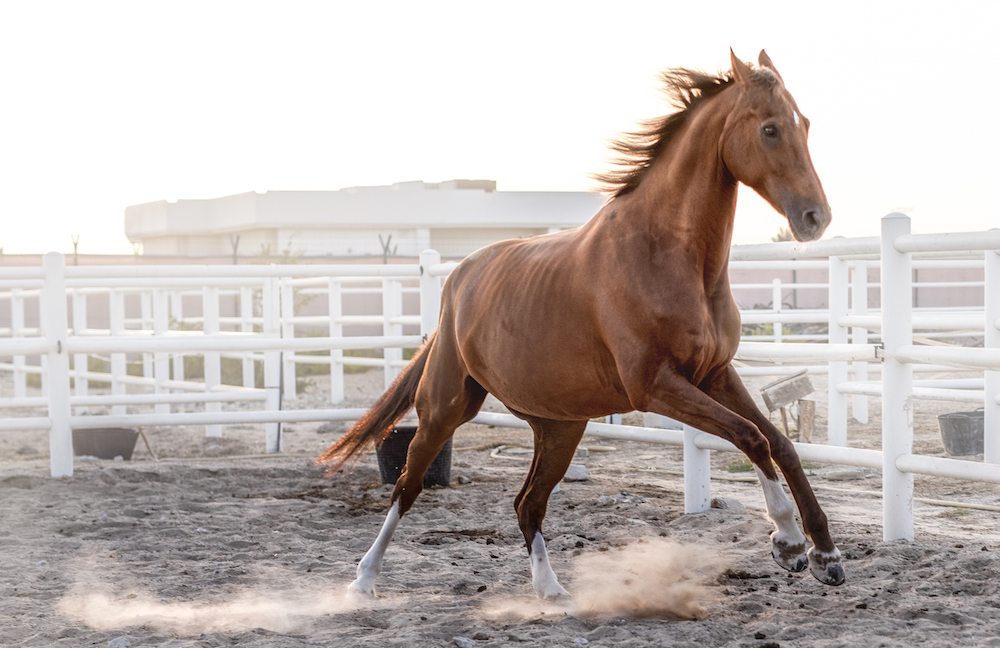 loosing control, horses, dubai, life coaching, flow, let go