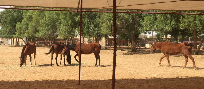 horse herd, uae, horse behavior, dubai, keep horses in herd, keeping horses outdoors, summer dubai horse