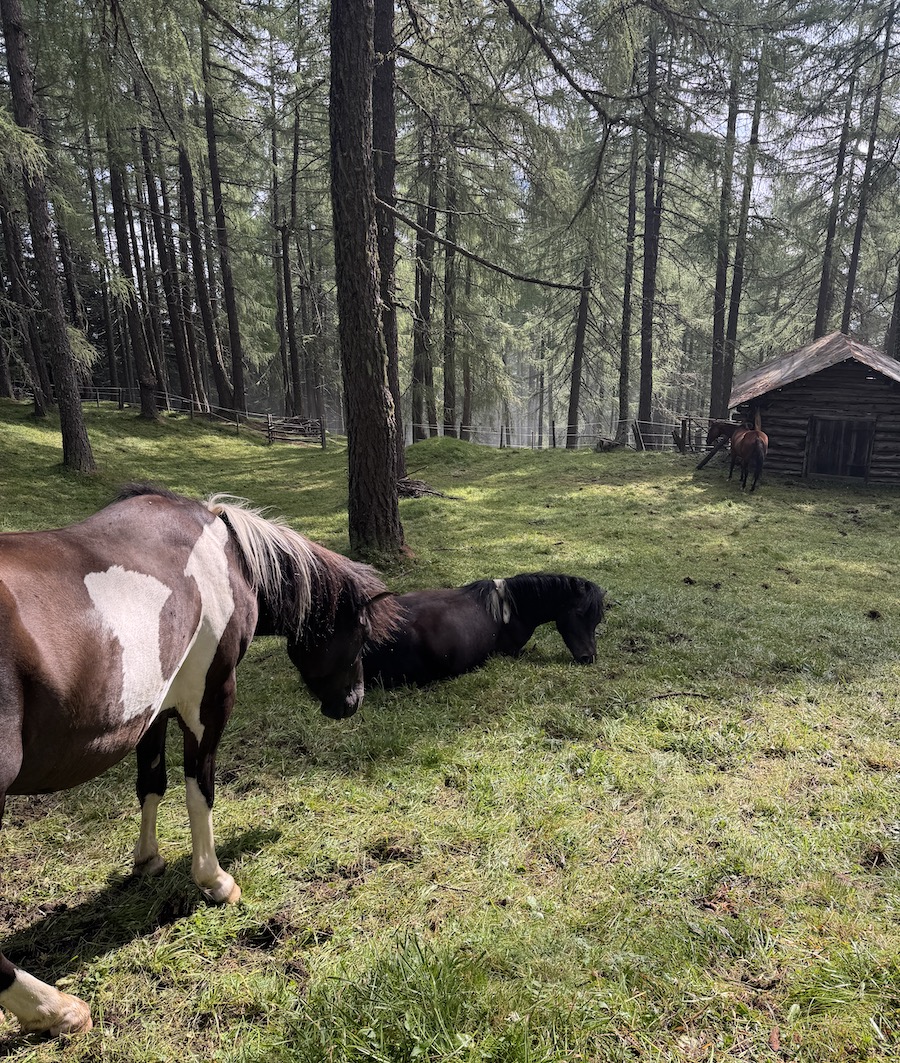 horse lying down forest live free