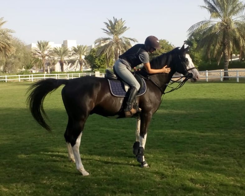 positive reinforcement behaviour horse dubai riding stallion