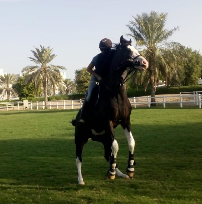 rearing stallion dubai riding horse learn