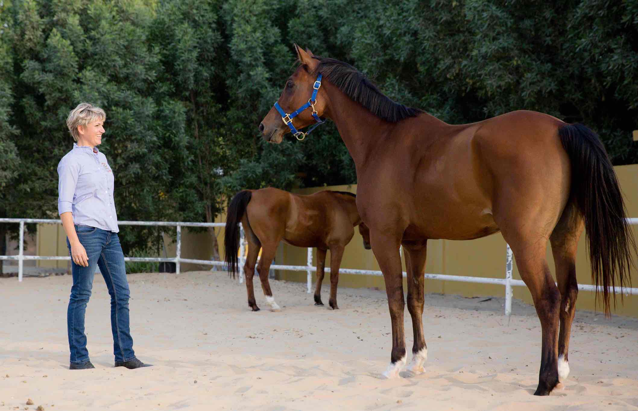 HorseDream Dubai, equine assisted leadership training